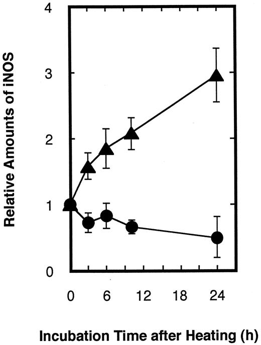 Fig. 1. Accumulation of iNOS in A-172 (•) and A-172/mp53 (▴) cells after heating. The cells were heated at 44°C for 15 min and then incubated at 37°C for 0–24 h. The level of iNOS in each sample was analyzed by Western blotting as described in “Materials and Methods.” The level in nontreated cells was used as a control. Bars, SE.