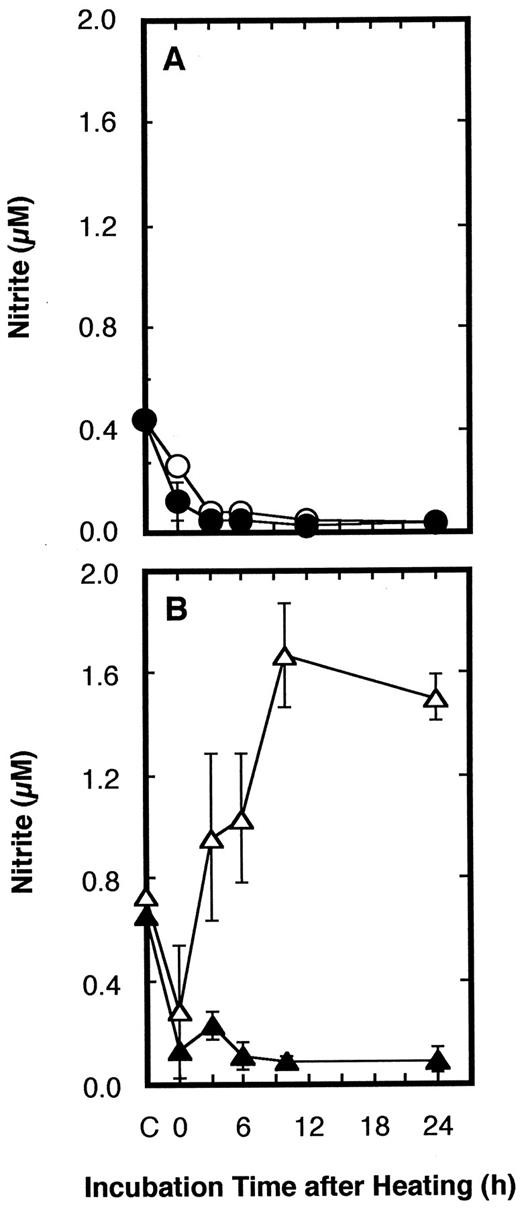 Fig. 2. Change of nitrite concentration in medium of A-172 (A) or A-172/mp53 (B) cells. Nitrite concentration in medium was measured according to the method of Saltzman (30). ○ and ▵, in the absence of aminoguanidine; • and ▴, in the presence of aminoguanidine (100 μm).