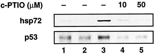 Fig. 4. Accumulation of hsp72 and p53 in A-172 cells exposed to the conditioned medium of A-172/mp53 cells. A-172 cells were incubated at 37°C for 10 h in the conditioned medium of A-172/mp53 cells. Lane 1, in control growth medium; Lane 2, exposed to the conditioned medium by preculture of A-172/mp53 cells at 37°C for 10 h; Lane 3, exposed to the conditioned medium by preculture of A-172/mp53 cells at 37°C for 10 h after heating at 44°C for 15 min; Lane 4, as Lane 3 but in the presence of 10 μm c-PTIO; Lane 5, as Lane 4 but in the presence of 50 μm c-PTIO.