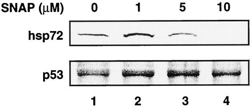Fig. 5. Accumulation of hsp72 and p53 in A-172 cells exposed to SNAP. A-172 cells were incubated at 37°C for 10 h in the absence (Lane 1) and in the presence of 1 μm (Lane 2), 5 μm (Lane 3), or 10 μm (Lane 4) SNAP, followed by Western blot analysis.
