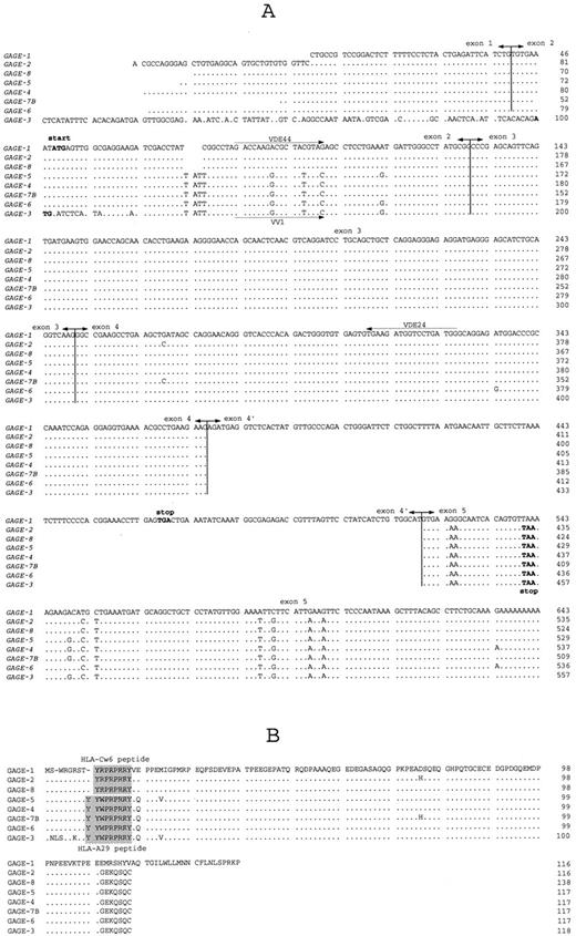 Fig. 1. A, alignment of the nt sequences of GAGE-1–8 cDNAs. The sequences are ordered according to their degree of homology to the GAGE-1 sequence. ·, nt that are identical to the GAGE-1 sequence. Double-headed arrows, limits of the exons. Initiation and termination codons are in boldface type. Horizontal arrows, locations of the primers VDE44, VDE24, and VV1 used for the analysis of GAGE expression by RT-PCR. B, comparison between GAGE putative proteins. ·, amino acid residues that are identical to the GAGE-1 sequence; , antigenic peptides presented by HLA-Cw6 and -A29 molecules.