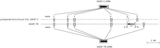 Fig. 2. Structure of gene GAGE-7B. A schematic representation of gene GAGE-7B is shown. Boxes, exons. Horizontal boldface arrow, LINE L1 element inserted between the two parts (4′A and 4′B) of the disrupted exon 4′. (), coding region. The draft also represents a proposed structure for gene GAGE-1 with its undisrupted exon 4′.
