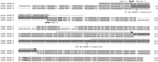 Fig. 4. Comparison between the PAGE-1 and GAGE-2 cDNA sequences. The correspondence between the 35-bp insertion of PAGE-1 and the first 35 bp of the intron-1 of GAGE-8 is also shown. , conserved residues. The two insertions present in the PAGE-1 sequence are boxed. Horizontal arrows, repeated sequence present in the PAGE-1 cDNA.