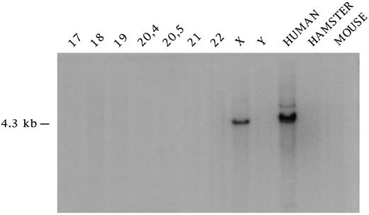 Fig. 5. Autoradiograph of a Southern blot of EcoRI-digested DNA from human × hamster hybrid cells hybridized with a probe corresponding to nt 18–309 of the GAGE-1 cDNA. DNAs were as follows: Lane 1 (from left to right), GM10498 containing human chromosome 17; Lane 2, GM11010 containing human chromosome 18; Lane 3, GM10449 containing human chromosome 19; Lane 4, GM10478 containing human chromosomes 4 and 20; Lane 5, GM11441 containing human chromosomes 5 and 20; Lane 6, GM08854 containing human chromosome 21; Lane 7, GM10888 containing human chromosome 22; Lane 8, GM06318 containing human chromosome X; Lane 9, GM06317 containing human chromosome Y; Lane 10, human; Lane 11, hamster; Lane 12, mouse.