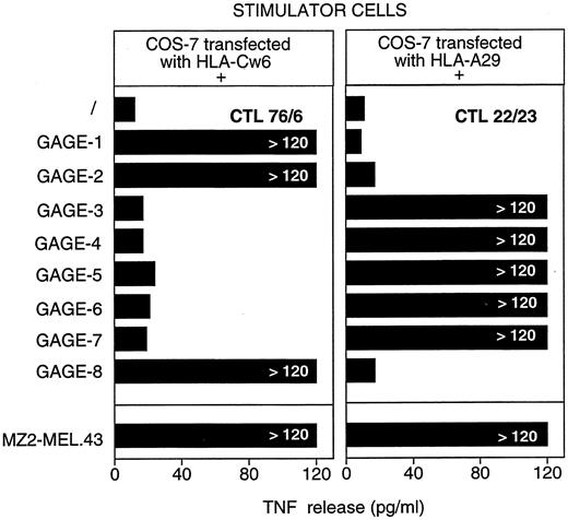 Fig. 7. Stimulation of MZ2-CTL clones by COS-7 cells transiently transfected with GAGE cDNA and the DNA coding for the HLA-presenting molecule. COS-7 cells were distributed in microwells (1.5 × 104) and transfected the day after by the DAE-dextran method with 50 ng of HLA encoding plasmid and 50 ng of the plasmids containing the GAGE cDNA. One day after the transfection, 1000 76/6 CTLs or 1500 22/23 CTLs were added into the microwells containing the transfected cells. TNF production was estimated after overnight coculture by testing the toxicity of the supernatants for the TNF-sensitive WEHI-164 clone 13 cells. MZ2-MEL.43 cells were used as positive control.