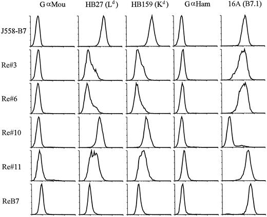 Fig. 3. Phenotypes of five recurrent tumor cell lines as determined by flow cytometry. Single-cell suspensions were prepared from five independent recurrent tumors and cultured in vitro for at least 1 week to eliminate infiltrating host leukocytes. Both bulk cultures and a single representative clone from each recurrent tumor were stained with anti-MHC class I and anti-B7-1 mAbs. Data shown were histograms for one representative clone from each recurrent tumor. Similar results were obtained from bulk cultures (data not shown).