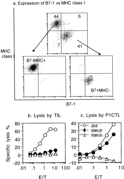 Fig. 5. Down-regulation of either costimulator B7-1 or MHC class I enables tumor evasion of ex vivo CTL recognition. a, two-color flow cytometry revealed that expression of B7 and high level MHC class I expression are mutually exclusive among BR-2 tumor cells. BR-2 cells were stained with anti-B7-1 mAb and biotinylated anti-Ld mAb. B7−MHChigh and B7+MHClow cells were sorted out and reanalyzed. b, both populations of BR-2 cells are resistant to ex vivo tumor-infiltrating cells, but only MHClow populations are not killed by established CTL cell line, P1CTL. J558-B7, B7−MHChigh, and B7+MHClow cells (a) were used as a target, whereas ex vivo CTLs (b) or the P1A-specific CTL cell line (c) were used as an effector.