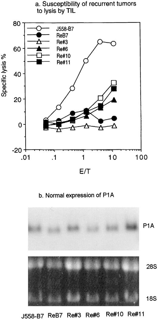 Fig. 6. Recurrent tumors are insensitive to the cytotoxicity of ex vivo CTLs, despite normal expression of tumor antigen P1A. a, TILs from J558-B7 were used as an effector, whereas parental J558-B7 and the recurrent tumors were used as targets. b, expression of tumor antigen P1A in recurrent tumor cell lines as determined by Northern blot. Top panel, P1A gene expression; bottom panel, total RNA loading as measured by ethidine bromide staining.