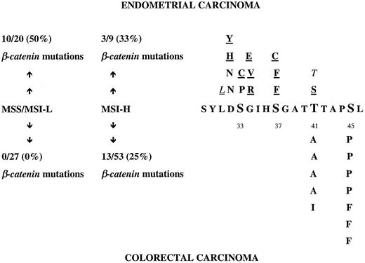 Fig. 2. Summary of mutations stratified by underlying genomic instability pathway (left panel). Upper half of figure, endometrial carcinomas; lower half of figure, colorectal carcinomas. Right panel, distribution of β-catenin amino acid substitutions. Upper half, endometrial carcinomas; lower half, colorectal carcinoma mutations. β-Catenin is given in one-letter amino acid codes; serine and threonine phosphorylation residues are indicated by codon number. Underlined letters, mutations found in MSS/MSI-L cancers. Silent mutations are italicized.