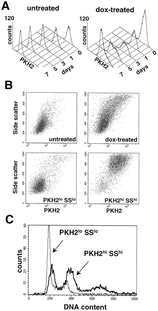 Fig. 3. Flow cytometric analysis of PKH2-labeled HT1080 3′SS6 cells. A, changes in PKH2 fluorescence profiles in untreated cells (left) and in cells exposed to 20 nm doxorubicin for 3 days, labeled with PKH2, and plated in drug-free medium (right). Cells were analyzed by FACS analysis on consecutive days after release from the drug (day 0). For untreated cells, 10,000 PI-negative cells were analyzed on each day. For drug-treated cells, each profile corresponds to the same number of initially plated cells to reflect changes in the cell number. B, increased side scatter in growth-retarded cells. Dot density maps of PKH2 fluorescence (X axis) and 90-degree light scatter (Y axis) are shown for PKH2-labeled untreated cells (top left); cells treated for 3 days with 20 nm doxorubicin, labeled with PKH2, and grown without drug for 6 days (top right); and for PKH2lo SSlo (bottom left) and PKH2hi SShi (bottom right) fractions isolated from the above population by FACS. C, DNA content analysis of PKH2lo SSlo (99% pure) and PKH2hi SShi (95% pure) cell populations isolated by two rounds of FACS sorting after 3 day exposure to 20 nm doxorubicin and 5-day growth without drug.
