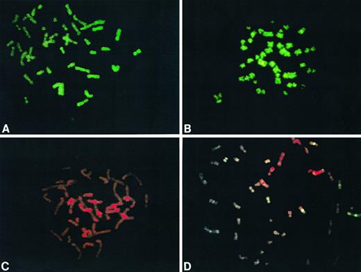 Fig. 1. Photographs taken after the hybridization of biotin-labeled probes containing either nonapoptotic DNA randomly sheared to 200–600 bp (A and C) or apoptotic DNA from the 200- and 400-bp ladder (B and D) onto AG1521A metaphase chromosomes. In A and B, approximately 100 ng of labeled probe were present in the hybridization mixture (reaction volume, 40 μl) without the addition of competitive blocking DNA. The panels show uniform labeling along the mitotic chromosome for both probe classes, although increased signal was seen in some centromeres of B (indicated by FITC, green signal). In C and D, hybridization of labeled probes was carried out as described for A and B, but with the addition of 1 μg of unlabeled total genomic blocking DNA. C shows that after the addition of unlabeled total genomic blocking DNA to nonapoptotic DNA probes randomly sheared to 200–600 bp, the signal (present in A) was completely suppressed (counterstained with propidium iodide, red signal). When the same concentration of total unlabeled genomic blocking DNA was added to a 100-ng mass of apoptotic DNA probes from the 200- and 400-bp ladder (D), nonrandom hybridization is observed along the chromosomes.