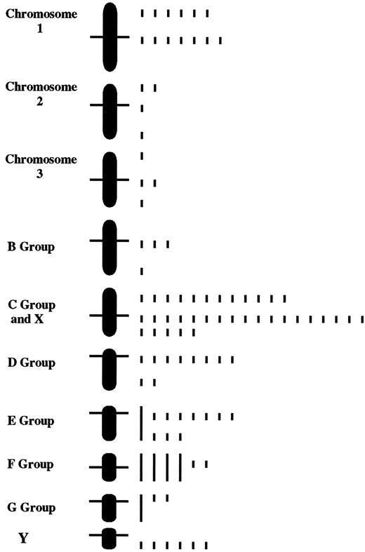Fig. 2. A histogram shows the presence of the fluorescent signal of apoptotic ladder-sized DNA probes hybridized onto normal human metaphase spreads. Photographs from the FISH experiments were analyzed by cutting the chromosomes out of the pictures and grouping them based on the Denver classification system because Giemsa banding to help with identification was not possible after the FISH procedure. A bar was placed at the location where the signal occurred at the same location for both homologues (A group chromosomes 1, 2 and 3) or where signal was present in two different chromosomes at a similar location in the same chromosome group (chromosome groups B–G). This shows the consensus labeling over seven different metaphase cells as described in the text.