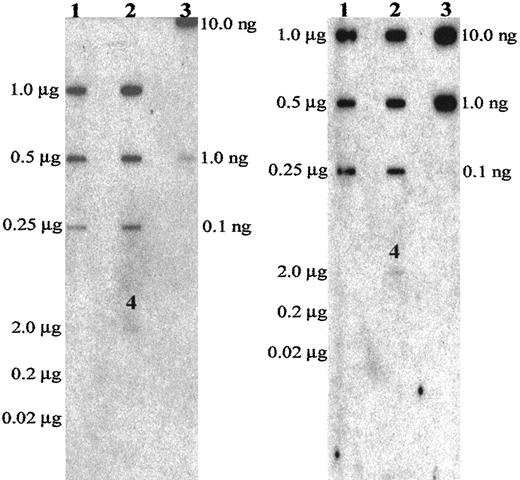 Fig. 3. Slot blots were probed with the labeled pBSY PCR insert that covers the euchromatic p arm and the centromere proximal q arm of the human Y chromosome (left panel) and with the DYZ1 insert that covers the larger heterochromatic block in the q arm of the same chromosome (right panel) in the absence of competitive blocking DNA. Both blots were probed with an initial activity of 1 × 106 cpm of 32P-labeled probe. Lanes 1, 2, and 4 (bottom portion below Lane 2) are identical for both panels. Lane 1 is apoptotic ladder sized-DNA; Lane 2 is sonicated DNA from nonirradiated cells. Positive and negative controls are shown in Lanes 3 and 4, with the latter directly below Lane 2. Lane 3 in the left panel is the PCR product of the euchromatic pBSY insert probed to itself, and Lane 3 in the right panel is the heterochromatic DYZ1 insert probed to itself. Lane 4 is total genomic negative control (turtle) DNA. Mass amounts listed on the left side of the panels correspond to Lanes 1, 2, and 4, whereas the mass listed on the right side of the panels corresponds to Lane 3. Although the two different probes were of equal total activity (dpm) per unit volume during the hybridization, they did not have the same specific activity (dpm/μg DNA). Therefore, the appropriate comparison is the ratio of signals in Lanes 1 and 2 for the euchromatic probe (left panel) versus the same ratios for the heterochromatic probe (right panel). The quantitative ratios are given in the text.
