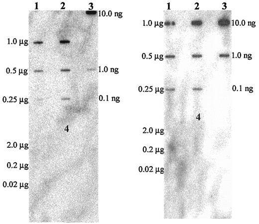 Fig. 4. Slot blots were probed with the labeled euchromatic Y pBSY PCR insert (left panel) and the heterochromatic DYZ1 insert (right panel) with the addition of 15 μg of total HeLa (female-derived) DNA to the hybridization mixture as competitive blocking DNA. Both blots were probed with an initial activity of 1 × 106 cpm of 32P-labeled probe. Lanes 1, 2, and 4 (bottom portion below Lane 2) are identical for both panels. Lane 1 is apoptotic ladder sized-DNA; Lane 2 is sonicated DNA from nonirradiated cells. Positive and negative controls are shown in Lanes 3 and 4, with the latter being directly under Lane 2. Lane 3 in the left panel is the PCR product of the euchromatic pBSY insert probed to itself, and Lane 3 in the right panel is the heterochromatic DYZ1 insert probed to itself. Lane 4 is the total genomic negative control DNA (turtle). Mass amounts listed on the left side of the panels correspond to Lanes 1, 2, and 4, whereas the mass listed on the right side of the panels corresponds to Lane 3. As with Fig. 3<$REFLINK>, the appropriate comparison is the ratio of signals in Lanes 1 and 2 for the euchromatic probe (left panel) versus the same ratios for the heterochromatic probe (right panel). The quantitative ratios are given in the text.