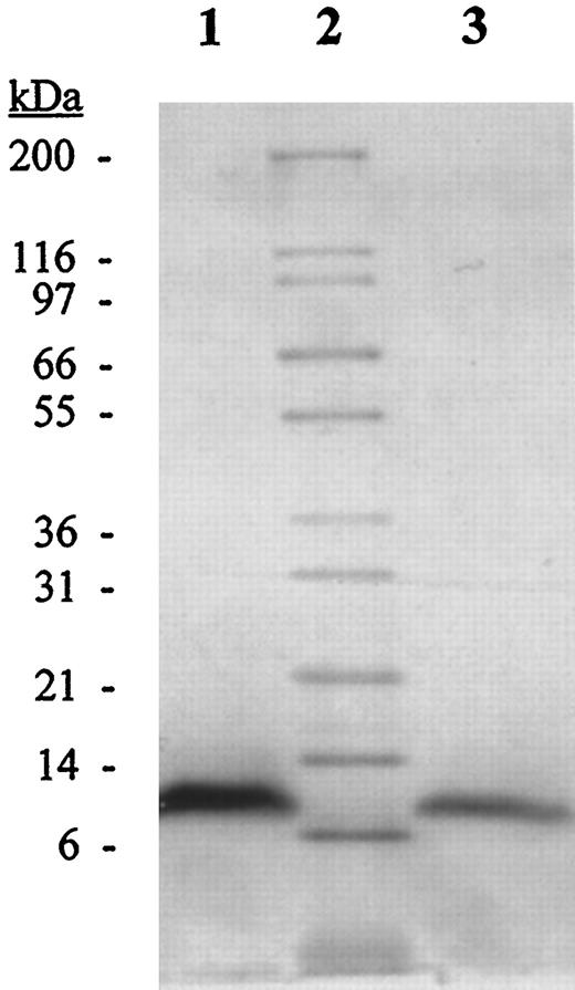 Fig. 1. SDS-PAGE of natural and recombinant salmosin. Natural salmosin (Lane 1) isolated from the snake (Agkistrodon halys brevicaudus) venom and purified recombinant salmosin (Lane 3) were analyzed by SDS-PAGE using 4–20% polyacrylamide gradient gel. Molecular mass markers are shown in Lane 2.
