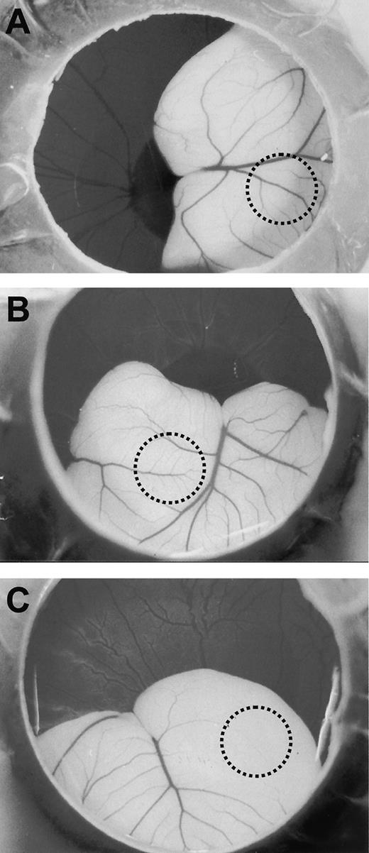 Fig. 3. Effect of salmosin on CAM angiogenesis. Methylcellulose disc (outlined by black dots) containing PBS (A), 50 μg salmosin (B), or angiostatin (C) was implanted on each of 10 CAMs of 6-day-old chick embryos. The formation of an avascular zone was observed after 48 h.