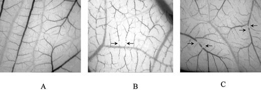 Fig. 4. Inhibition of bFGF-induced CAM angiogenesis by salmosin or anti-αvβ3 monoclonal antibody. bFGF (6 ng/embryo) was injected into CAMs of 10-day-old embryos. After 24 h, each CAM received 100 μl of PBS (A), 5 μg of anti-αvβ3 monoclonal antibody (B), or 5 μg of salmosin (C) by injection. They were microscopically photographed after a 72-h incubation. Arrows, discontinuous blood vessels.