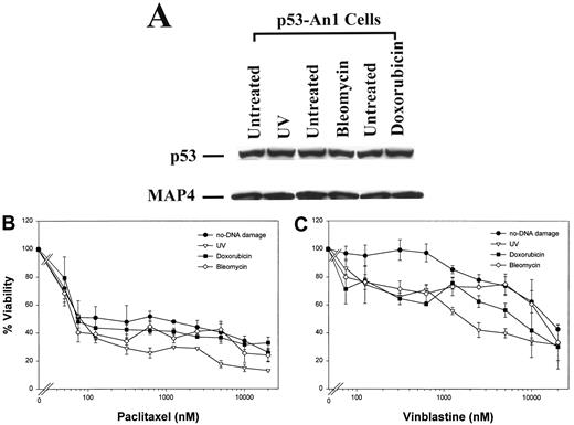 Fig. 4. Effect of DNA-damaging agents on p53 and MAP4 expression and on the sensitivity to microtubule active drugs in cells with mutant p53. p53 An-1 cells were grown at 38.5°C and exposed to 10 J/m2 of UV irradiation, doxorubicin, or bleomycin, as described in “Materials and Methods.” A, total protein was collected and analyzed 24 h following drug exposure. p53 and MAP4 expression were assayed by Western analysis as described in Fig. 1<$REFLINK>. The Western blot shown is a representative of three separate experiments. B and C, 24 h following DNA damage, cells were exposed to various concentrations of paclitaxel or vinblastine for an additional 72 h. Cell viability was measured with the MTT assay as described in “Materials and Methods.” Data points, means from three separate experiments; bars, SD.