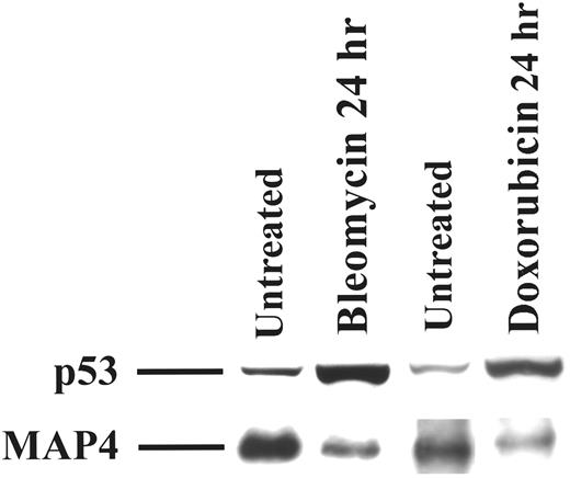 Fig. 6. Effect of induction of wild-type p53 by bleomycin and doxorubicin on the expression of MAP4 protein. Exponentially growing C127 cells were treated with bleomycin (200 nm) or doxorubicin (20 nm) for 24 h. Total protein was collected and analyzed at different time points following treatment. p53 and MAP4 expression were assayed by Western analysis as described in Fig. 1<$REFLINK> using the PAb240 p53 monoclonal antibody and the IF5 MAP4 monoclonal antibody. The Western blot shown is a representative of three separate experiments.