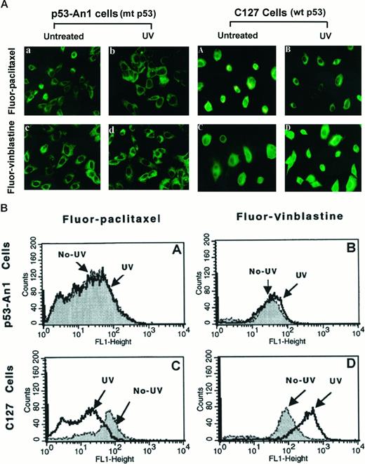 Fig. 8. Effect of UV irradiation on cellular binding of microtubule-active drugs. A, live C127 cells (AA–AD) and BRK p53-An1 cells (Aa–Ad) were UV-irradiated at 10 J/m2 24 h before incubation with fluorescein-conjugated paclitaxel (200 nm) or fluorescein-conjugated vinblastine (200 nm) for 60 min. Images were taken from a fluorescent microscope under a 40× oil-immersion objective. B, cellular binding of microtubule-active drugs to live p53-An1 cells (A and B) and C127 cells (C and D) was quantitated by fluorescent-activated cell sorting as described in “Materials and Methods.” The results are representative of two individual experiments.