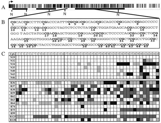 Fig. 6. Methylation map of the HIC1 gene. A, CpG plot of the HIC1 gene. The black boxes represent the exons, and the arrow shows the start of transcription. The NotI sites are marked on the gene and represented by an N. B, sequence of the CpG island that was analyzed from bases 1478–1758 (accession number L41919). CpG dinucleotides are in bold and numbered below each site. The HpaII sites are underlined, and the EagI site is underlined with a dotted line. C, methylation maps derived from direct PCR sequencing analysis for normal and leukemic samples. Symbols are the same as Fig. 1<$REFLINK>.