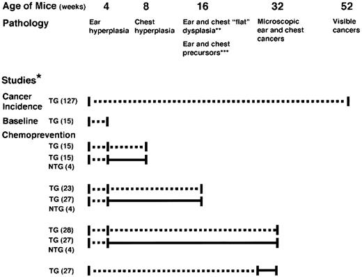 Fig. 1. Flow diagram of transgenic mice used in the study. A large cohort of K14-HPV16 transgenic mice were bred and aged to 1 year to determine the prospective incidence of epidermal cancer. “Baseline” transgenic mice were sacrificed at 4 weeks prior to treatment. The chemoprevention project consisted of untreated and DFMO-treated transgenic and nontransgenic mice sacrificed at each stage of epidermal neoplastic progression. DFMO treatment did not affect phenotypic, microscopic, or biochemical parameters of nontransgenic mice. Transgenic mice treated with DFMO from ages 28–32 weeks tested the effect of DFMO treatment on established late-stage neoplastic lesions in the ear and chest skin. *, dashed line, no treatment; solid line, DFMO-treated group; (n), equal numbers of mice in each group. **, “flat” dysplasias are lesions composed of basal type keratinocytes extending from basement membrane to the upper epidermal layers. ***, ear precursor lesions are sessile dysplastic papillomas, and chest precursors are hyperproliferative interfollicular/follicular dysplasias (see Fig. 2<$REFLINK>).