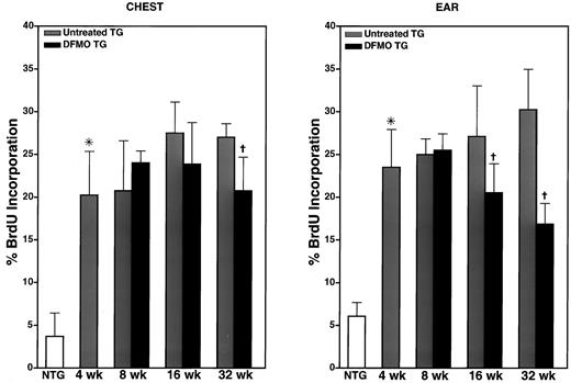 Fig. 4. BrdUrd incorporation in chest and ear epidermis in nontransgenic and untreated or DFMO-treated transgenic mice at each stage of neoplastic progression. There is a significant increase in BrdUrd incorporation in both ear and chest skin in 4-week-old transgenic mice compared with age-matched, nontransgenic mice. DFMO chemoprevention significantly decreases BrdUrd incorporation in ear epidermis after treatment from 4 to 16 and 4 to 32 weeks of age, whereas a significant reduction in incorporation in chest epidermis is achieved only after treatment for 4–32 weeks of age. *, P < 0.05, transgenic compared with nontransgenic; , P < 0.05, DFMO-treated compared with untreated transgenic mice at each time point, Mann-Whitney U test. Bars, SD.
