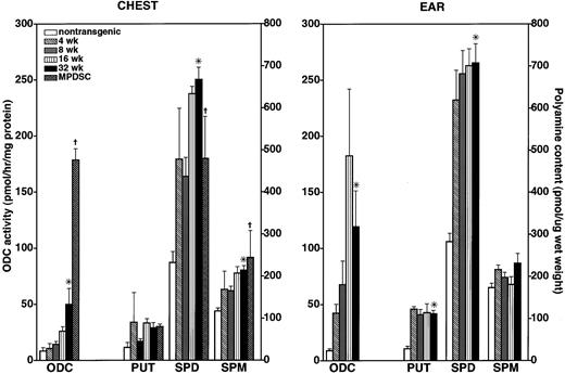Fig. 6. Skin ODC activity and polyamine content during spontaneous multistage epidermal carcinogenesis. ODC activity and skin content of putrescine, spermidine, and spermine increase in both chest and ear skin during epidermal carcinogenesis. Moderate to poorly differentiated chest malignancies (MPDSC) contain a marked increase in both ODC activity compared with late-stage neoplasia. *, P < 0.05, ANOVA analysis of neoplastic stages in transgenic skin versus nontransgenic skin is shown. , P < 0.05, Mann-Whitney U test, MPDSC versus neoplasia in transgenic skin. Bars, SD.