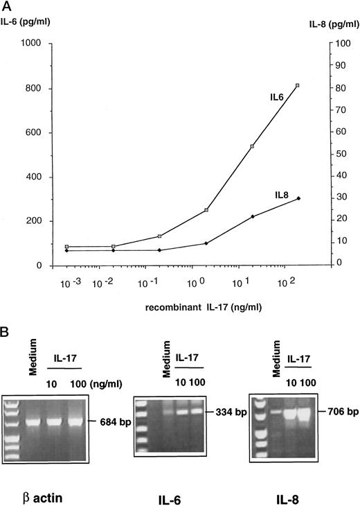 Fig. 2. A, increased production of IL-6 and IL-8 after in vitro treatment of HeLa cells with hIL-17. The human cervical carcinoma cell line HeLa was plated at 106 cells/ml and cultured with various concentrations of purified hIL-17. After 24 h, the levels of IL-6 (□) and IL-8 (♦) in the supernatants were measured by ELISA. B, induction of IL-6 and IL-8 mRNA after 6 h of hIL-17 stimulation of HeLa cells. cDNA derived from mRNA extracted from HeLa cells cultured for 6 h with medium alone or hIL-17 (10 and 100 ng/ml) was amplified by PCR using primers specific for β-actin, IL-6, and IL-8 mRNA. Amplified PCR products were then loaded onto a 2% agarose gel and stained with ethidium bromide for UV visualization.