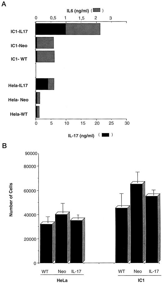Fig. 3. A, characterization of IL-17-transfected human cervical tumor cell lines. Wild-type (WT) or human cervical carcinoma cells (HeLa and IC1) transfected with NT plasmid alone (Neo) or cDNA encoding hIL-17 were plated in 24-well flat-bottomed plates at a density of 106 cells/well. The cells were cultured for 24 h, and the IL-6 (▨) or IL-17 (▪) levels were determined by ELISA. B, in vitro proliferation of parental and mock-transfected or IL-17-transfected human cervical tumor cell lines. Wild-type (WT) or human cervical carcinoma cells (HeLa and IC1) transfected with NT plasmid alone (Neo) or cDNA encoding hIL-17 were plated in 96-well flat-bottomed plates at a density of 104 cells/well. The cells were cultured for 3 days, and their proliferation was determined by a MTT assay. For these experiments, all cells were cultured in the same medium without G418/neomycin. For each cell line, a standard curve between the absorbance of the MTT test and the number of cells was determined. Values are the mean ± SD (bars) of triplicate cultures and are representative of two experiments.