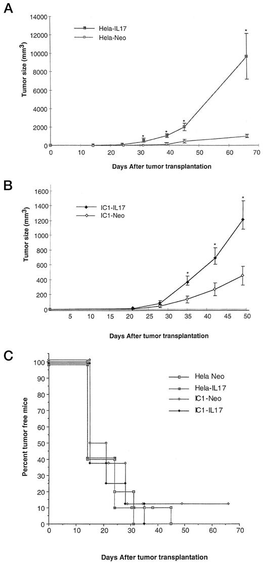 Fig. 4. Tumor growth in nude mice of mock- or IL-17-transfected human cervical carcinoma cell lines. The mock-transfected (Neo) or IL-17-transfected human cervical cell line HeLa (A) or IC1 (B) was injected into mice by subdermal inoculation of 106 cells. A total of 8–10 mice/group were used per experiment, and tumor size was assessed as described in “Materials and Methods.” Results are representative of two independent experiments. C, tumor incidence between mock- and IL-17-transfected tumors. *, statistically significant results (P < 0.05).