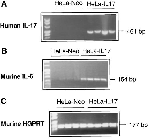 Fig. 5. hIL-17 and murine IL-6 mRNA expression in biopsies derived from mock- or IL-17-transfected HeLa cells transplanted in nude mice. cDNA derived from mRNA extracted from mock-transfected (HeLa-Neo) or IL-17-transfected (HeLa-IL-17) cells was amplified by PCR using primers specific for hIL-17 (A), murine IL-6 (B), and murine HGPRT mRNA (C). Amplified PCR products were loaded onto a 2% agarose gel and stained with ethidium bromide for UV visualization.