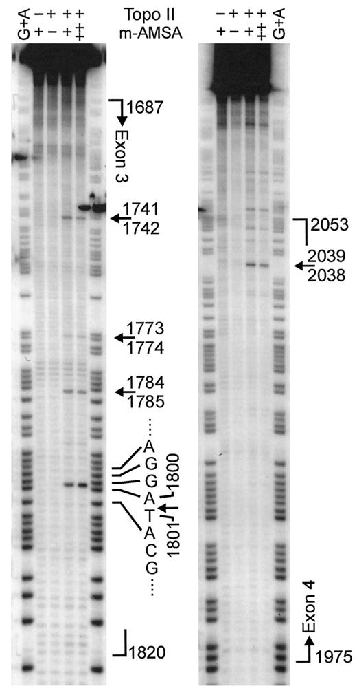 Fig. 2. DNA cleavage by topoisomerase II plus 10 μm (+) or 20 μm (++) m-AMSA in the transcribed strand of exon 3 (A) and in the coding strand of exon 4 (B). Arrows, the positions of prominent cleavage sites. Lowest arrow in A shows cleavage corresponding to the +1 frameshift hotspot at bp 1800. (The band corresponding to topoisomerase-mediated cleavage between A1800 and T1801 is a fragment with the 3′ terminal structure … GCATOH; this species migrates ∼1/2 nucleotide position more slowly than the Maxam-Gilbert marker for A1800, which has terminal structure … GCATp.) The single strongest cleavage site in aprt was at bp 2038–2039 in the coding strand of exon 4, as shown in B. Brackets, the extent of exons in the sequence, with the large arrow showing the direction of transcription.