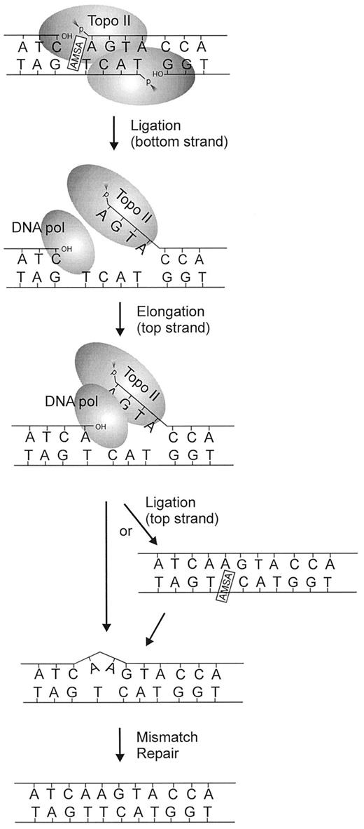 Fig. 4. Model for m-AMSA-induced +1 frameshifts, adapted from Ripley et al. (11). A single nucleotide is added by a DNA polymerase to a free 3′-hydroxyl terminus in an m-AMSA-stabilized cleavable complex. The break is then resealed by topoisomerase II, resulting in duplication of the base at the 5′ end of the break. The branched pathway shows the possible stabilization of the mismatched ligation substrate by m-AMSA intercalation into one strand. Although the model shows transient breaks in both strands, it does not exclude the possibility of a break in the top strand only.