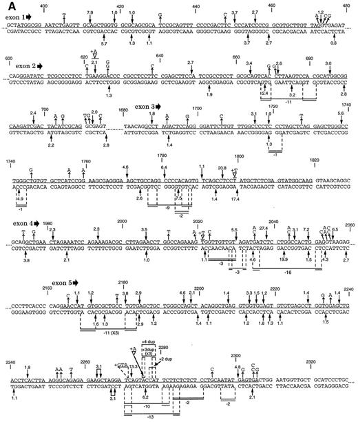 Fig. 3. Mapping of cleavable complex sites and m-AMSA-induced mutations in aprt exons for cells treated in log phase (A) or in plateau phase (B). Exons are underlined. Arrows facing toward the sequence show cleavage sites in each strand as detected in vitro, with numbers indicating relative cleavage intensity normalized to the average cleavage frequency per base in each strand of each exon (average of the 10 μm and 20 μ m m-AMSA treatments; see Fig. 2<$REFLINK>). Only sites with relative cleavage frequencies >1 are shown. Arrows facing away from the sequence show base substitutions, in terms of the top (coding) strand. Above the sequence: ▿, single-base duplications (+1 frameshifts); horizontal lines, larger duplications (dup). Double-lined segments indicate that the exact position of the duplication was indeterminate, either because it occurred within a tandem repeat or because there were repeated base(s) at both the beginning and the end of the duplicated segment. Numbers above the line indicate the net number of bp added, and “×3” indicates that the same mutation was recovered from three independently treated cultures. Horizontal lines and numbers below the sequence indicate the position and size of induced deletions. Double lines at each end indicate short direct repeats, one copy of which was retained in the mutant sequence. Double lines spanning the entire segment indicate deletion of one or more copies of a tandemly repeated sequence, with the net decrease in bp indicated. Numbering of aprt sequence positions follows the convention of Phear et al. (19), wherein bp 1 corresponds to an upstream BamHI site, and the translation start site is at bp 394. [Note that an alternative numbering convention, with bp 1 at the translation start site (34), was used in some of our earlier work.]