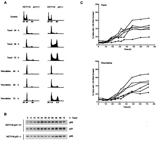 Fig. 1. HCT116 p21−/− cells undergo endoreduplication and exhibit enhanced sensitivity to MTI-induced apoptosis. A, flow cytometric analysis of asynchronous cultures of HCT116 p21+/+ and p21−/− cells treated with Taxol (25 nm) or vincristine (25 nm). Cells were harvested at the indicated times; 15,000 events were analyzed for each sample. DNA content is represented on the x-axis; the number of cells counted is represented on the y-axis. Data are representative of three independent experiments. B, Western analysis of p53 and p21 proteins from HCT116 p21+/+ and p21−/− cells. Asynchronous cells were treated with Taxol (25 nm) for the indicated times, and protein was harvested. C, asynchronous cultures of HCT116 p21+/+ and p21−/− cells were treated with Taxol or vincristine at the concentrations shown and processed for flow cytometric analysis as described for A. The DNA content was quantified by gating events with <2N DNA content on histogram plots. Data were plotted as a percentage of cells with <2N DNA content as a function of time. •, p21+/+ 10 nm; ▪, p21+/+ 25 nm; ▴, p21+/+ 100 nm; ○, p21−/− 10 nm; □, p21−/− 25 nm; ▵, p21−/− 100 nm.