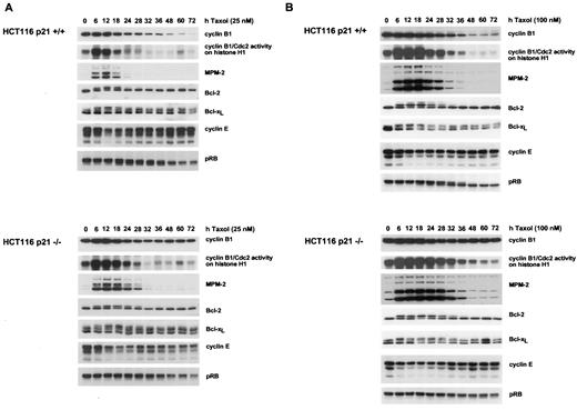 Fig. 3. Molecular determinants of MTI chemosensitivity. Asynchronous cultures of HCT116 p21+/+ and p21−/− cells were treated with either 25 nm (A) or 100 nm (B) Taxol for the indicated times, and protein was harvested. Western analyses of cyclin B1, MPM-2, Bcl-2, Bcl-xL, cyclin E, and pRb were performed. Cyclin B1/Cdc2 kinase activity was also evaluated. Results are representative of three independent experiments.