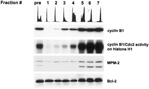Fig. 4. Mitotic phosphorylation of Bcl-2 in HCT116 p21−/− cells. Untreated HCT116 p21−/− cells were size separated by centrifugal elutriation and preelutriated (pre), and postelutriated fractions 1 to 7 were analyzed as indicated. Flow cytometric, Western, and cyclin B1/Cdc2 kinase analyses of elutriated fractions are shown.