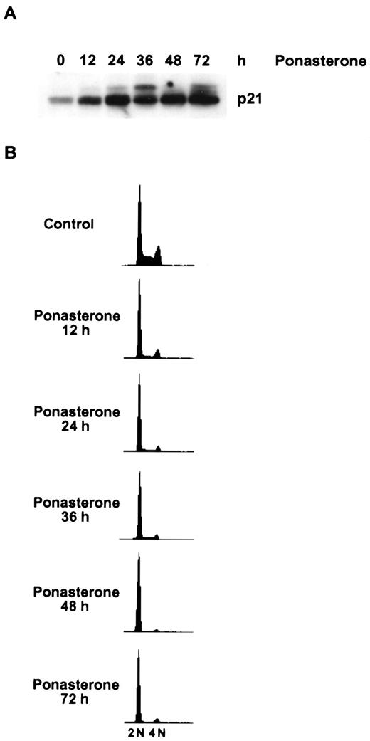 Fig. 5. Ectopic p21 induces G1 growth arrest. A, Western analysis of p21 protein from HIp21 cells after ponasterone (10 μm) treatment for the indicated times. B, flow cytometric analysis of asynchronous cultures of HIp21 cells treated with ponasterone (10 μm). Results are representative of three independent experiments.