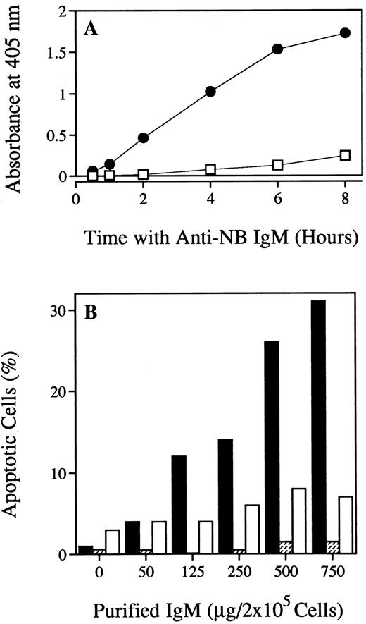 Fig. 3. Time and dose dependence of anti-NB IgM-induced apoptosis. A, extent of fragmentation of genomic DNA in LA-N-1 cells after incubation for various periods of time with the purified IgM fraction from an anti-NB IgM-positive donor (•) as determined by DNA fragmentation ELISA. Control cells were left untreated (□). B, the dose-dependence of anti-NB IgM-induced apoptosis was determined by cytofluorometry after propidium iodide staining. LA-N-1 cells were incubated with various concentrations of the purified IgM fraction from an anti-NB IgM-positive (▪) or negative donor (□) for 8 h at 37°C. As a control, SK-MEL-93-2 melanoma cells were incubated with various concentrations of purified IgM from an anti-NB IgM-positive donor under identical conditions ().
