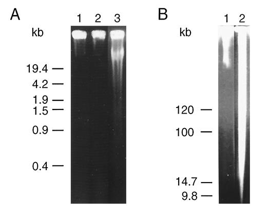 Fig. 4. Conventional agarose gel electrophoretic (A) and field-inversion electrophoretic (B) analyses of DNA fragmentation. Shown is the analysis of DNA isolated from LA-N-1 cells after incubation for 12 h at 37°C in the absence (A, Lane 1; B, Lane 1) or presence of purified IgM from an anti-NB IgM positive donor (A, Lane 3; B, Lane 2). The effect of preincubation with the IgM fraction from a negative donor is shown in A, Lane 2.