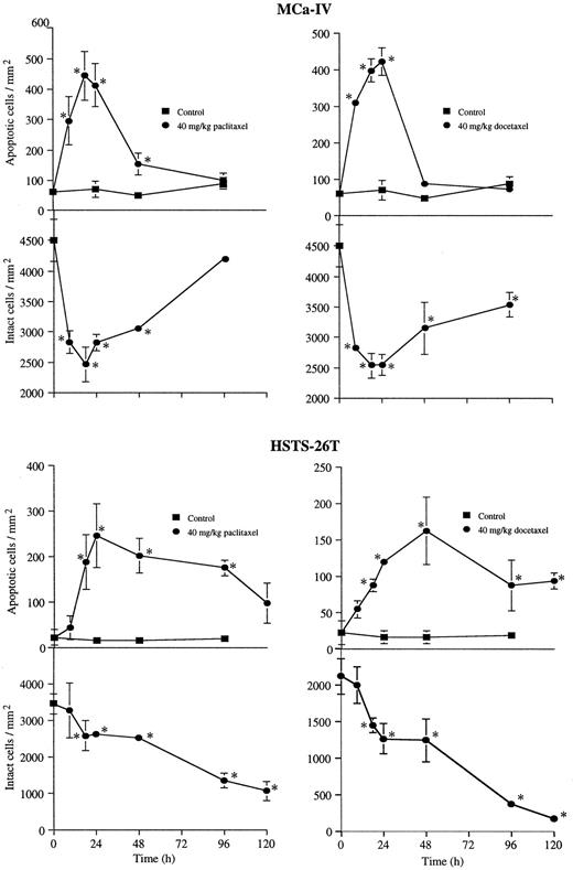 Fig. 2. Number of apoptotic cells and intact neoplastic cells/mm2 in HSTS-26T and MCa-IV tumors treated with paclitaxel or docetaxel. Tumor sections were stained by the TUNEL technique. Five fields (0.067 mm2) were randomly selected on each section, and apoptotic cells and intact neoplastic cells were counted and expressed in number/mm2 of tumor tissue. Data points, means of 7–10 mice; bars, SD. ∗, P < 0.05 (ANOVA multiple comparison test).