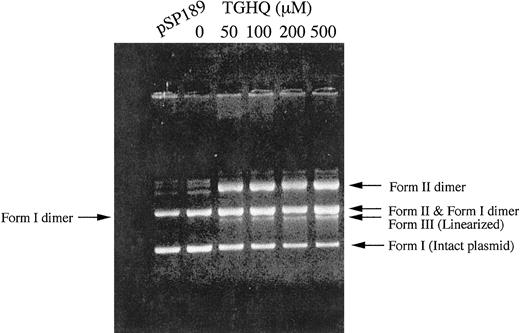 Fig. 1. Gel electrophoresis of pSP189 DNA following exposure to TGHQ revealing increases in linearized DNA. After DNA treatment with TGHQ (0, 50, 100, 200, and 500 μm), the DNA samples were washed with cold Tris-EDTA buffer [10 mm Tris·HCl and 1 mm EDTA (pH 8.0)] and concentrated using Centricon-30 concentrators. DNA was separated on agarose gels to visualize the DNA damage. Form I, intact pSP189 plasmid; Form II, open relaxed circles due to the presence of single-strand breaks; Form III, linearized plasmid due to double-strand breaks.