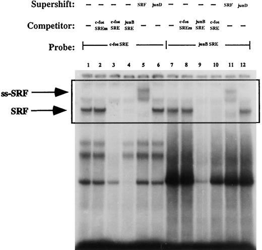 Fig. 1. Specific binding of the SRF to the c-fos and junB SRE. Electrophoretic mobility shift assays were performed using 10 μg of nuclear extracts prepared from growing 3T3T cells and 0.035 pmol of 32P-end-labeled oligonucleotide probes containing either the c-fos SRE (Lanes 1–6) or the junB SRE (Lanes 7–12). Lanes 1 and 7 show the binding pattern to the DNA probes obtained with nuclear extracts alone; the major SRF-SRE complex is indicated by the arrow marked SRF. For competition assays, a 50-fold molar excess of unlabeled c-fos SRE (Lanes 3 and 10), junB SRE (Lanes 4 and 9), or c-fos SRE mutant (c-fos SREm; Lanes 2 and 8) was added to the binding reactions. For other lanes, 1 μg of the antibodies indicated at the top of the panel was added to the binding reactions. Incubation with anti-SRF antibody (Lanes 5 and 11) supershifts a SRE-SRF band to show a slower mobility (ss-SRF), whereas incubation with anti-JunD antibody has no supershift effect. The SRF-SRE complexes are presented within the boxed area.
