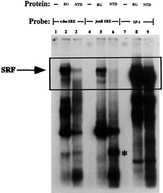 Fig. 2. Repression of the SRF DNA binding activity in differentiated 3T3T cells. Electrophoretic mobility shift assays were performed using 10 μg of nuclear extracts prepared from either growing (Lanes 2, 5, and 8) or differentiated (Lanes 3, 6, and 9) 3T3T cells and 0.035 pmol of 32P end-labeled oligonucleotides containing either c-fos SRE (Lanes 1–3) or junB SRE (Lanes 4–6) or a single SP-1 binding site (Lanes 7–9). Lanes 1, 4, and 7 contain the DNA probe without nuclear proteins. The arrow indicates the SRF-SRE complexes present within the boxed area. The asterisk (∗) marks a unique differentiation-induced complex with the junB SRE; this band was not detected with other SREs. RG, rapidly growing, undifferentiated cells; NTD, NTD cells.