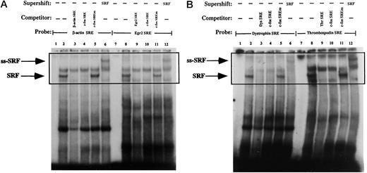 Fig. 3. Evidence of the SRF binding activity to multiple SREs. The CC[A/T]6GG sequences of six oligonucleotide pairs used as targets in these electrophoretic mobility shift assays include c-fos SRE (-CCATATTAGG-), junB SRE (-CCTAATATGG-), β-actin SRE (-CCTTATATGG-), EGR2 SRE (-CCTTTTTTGG-), dystrophin SRE (-CCTATTATGG-), and thrombospondin-1 SRE (-CCTTATTTGG-). In A and B, electrophoretic mobility shift assays were performed using 10 μg of nuclear extracts prepared from growing 3T3T cells and 0.035 pmol of 32P end-labeled oligonucleotides containing the β-actin SRE (A, Lanes 1–6), EGR2 SRE (A, Lanes 7–12), dystrophin SRE (B, Lanes 1–6), or thrombospondin-1 SRE (B, Lanes 7–12), respectively. In both A and B, Lanes 2 and 8 show the binding pattern to the DNA probes obtained with nuclear extracts alone; the SRF-SRE complexes are indicated by the arrow marked SRF. For competition assays, a 50-fold molar excess of unlabeled oligonucleotide was added to the reactions. Lanes 3 and 9 contain the unlabeled SRE oligonucleotide as a competitor. Lanes 4 and 10 contain the c-fos SRE as a competitor. Lanes 5 and 11 contain the c-fos SRE mutant as a competitor. In Lanes 6 and 12, 1 μg of the anti-SRF antibody was added to the binding reactions, generating a supershifted SRE-SRF band with slower mobility (ss-SRF). Lanes 1 and 7 contain the DNA probes without nuclear extracts. The SRF-SRE complexes are presented within the boxed area.