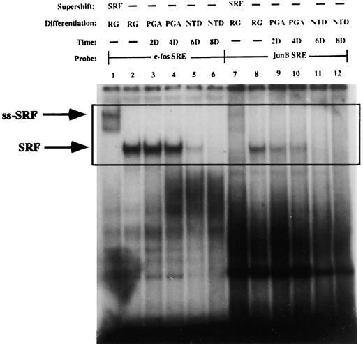 Fig. 5. The kinetics of repression of the SRF DNA binding activity during adipocyte differentiation. Electrophoretic mobility shift assays were performed by using 10 μg of nuclear extracts and 0.035 pmol of 32P end-labeled oligonucleotides containing either c-fos SRE (Lanes 1–6) or junB SRE (Lanes 7–12). Nuclear extracts were prepared from growing 3T3T cells (Lanes 1, 2, 7, and 8) or differentiating 3T3T cells that were cultured in differentiation-promoting medium for 2 days (Lanes 3 and 9), 4 days (Lanes 4 and 10), 6 days (Lanes 5 and 11), and 8 days (Lanes 6 and 12). In Lanes 1 and 7, 1 μg of the anti-SRF antibody was added to the binding reactions, generating a supershifted SRE-SRF complex with lower mobility (ss-SRF) than that of the native SRE-SRF complex marked with the arrow labeled SRF. All of these SRF-containing complexes are included in the boxed area. The differentiation status of cells is indicated at the top of the panel (RG, rapidly growing).