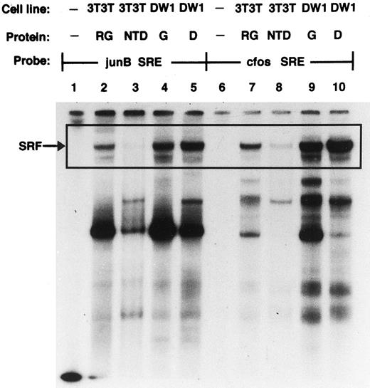 Fig. 6. Culture of transformed DW1 3T3T cells in differentiation-promoting medium does not repress SRF DNA binding activity. Electrophoretic mobility shift assays were performed by using 10 μg of nuclear extracts and 0.035 pmol of 32P end-labeled oligonucleotides containing either junB SRE (Lanes 1–5) or c-fos SRE (Lanes 6–10). Nuclear extracts were prepared from growing 3T3T cells (Lanes 2 and 7) or differentiated 3T3T cells (Lanes 3 and 8) and from transformed DW1 cells that were cultured in 10% BCS (Lanes 4 and 9) or in differentiation-promoting medium for 8 days (Lanes 5 and 10). Lanes 1 and 6 contain the DNA probes without nuclear extracts. The SRF-SRE complexes are presented within the boxed area and indicated by the arrow marked SRF. RG, growing 3T3T cells; NTD, NTD 3T3T cells; G, transformed DW1 cells growing in 10% BCS; D, DW1 cells cultured in differentiation-promoting medium.