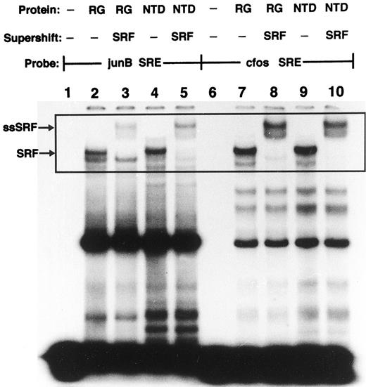 Fig. 7. Differentiation of SV40-transformed CSV3-1 cells does not repress SRF DNA binding activity. Electrophoretic mobility shift assays were performed using 10 μg of nuclear extracts prepared from either growing (Lanes 2, 3, 7, and 8) or differentiated (Lanes 4, 5, 9, and 10) SV40-transformed CSV3-1 cells and 0.035 pmol of 32P end-labeled oligonucleotides containing either junB SRE (Lanes 1–5) or c-fos SRE (Lanes 6–10). Lanes 1 and 6 contain the DNA probe without nuclear proteins. In Lanes 3, 5, 8, and 10, 1 μg of the anti-SRF antibody was added to the binding reactions, generating a supershifted SRE-SRF complex with lower mobility (ss-SRF) than the native SRE-SRF complex marked with the arrow labeled SRF. All of these SRF-containing complexes are included in the boxed area. The differentiation status of cells is indicated at the top of the panel (RG, rapidly growing cells).