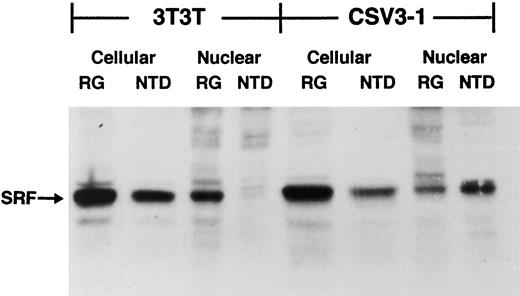 Fig. 9. Differentiation-induced repression of the nuclear localization of SRF in 3T3T cells but not in SV40-transformed 3T3T cells as determined by Western blotting. Equal amounts of cellular or nuclear protein from growing undifferentiated cells (RG) on NTD cells (NTD) were subjected to electrophoresis on 7.5% SDS-polyacrylamide gels and to Western blotting. SRF was then identified by probing the nitrocellulose membrane with anti-SRF antibody. The data show that differentiation has only a minimal effect on total cellular SRF expression and that differentiation blocks SRF nuclear localization in nontransformed 3T3T cells, but not in transformed CSV3-1 cells.